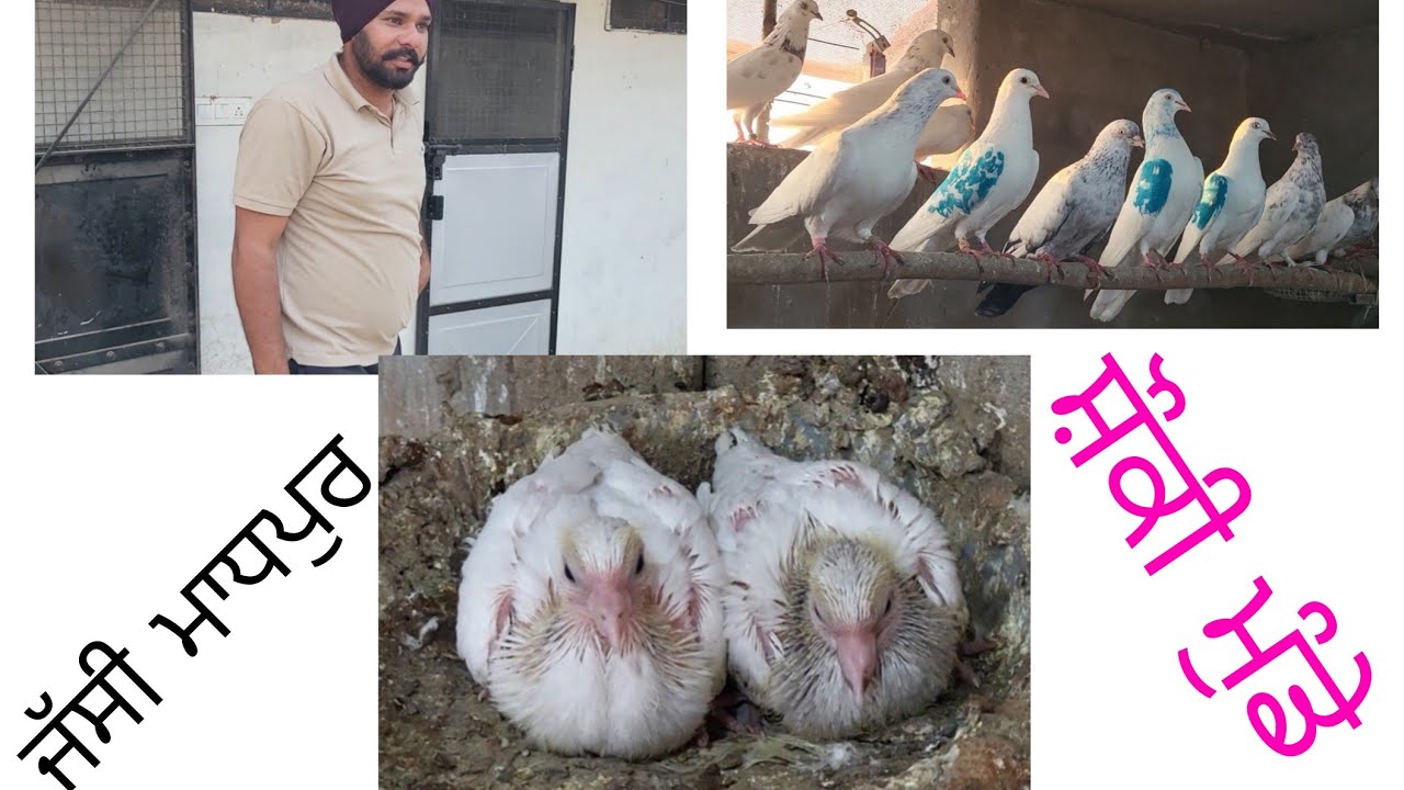 Jassi madhpur ਜੱਸੀ ਮਾਧਪੁਰ ਸਟਾਰ ਖਿਡਾਰੀ.. ਇਹਨਾ ਕਬੂਤਰਾਂ ਨਾਲ ਧੰਨ ਧੰਨ ਕਰਾਈ ਆ ਬਾਈ ਨੇ.. 9888306910..