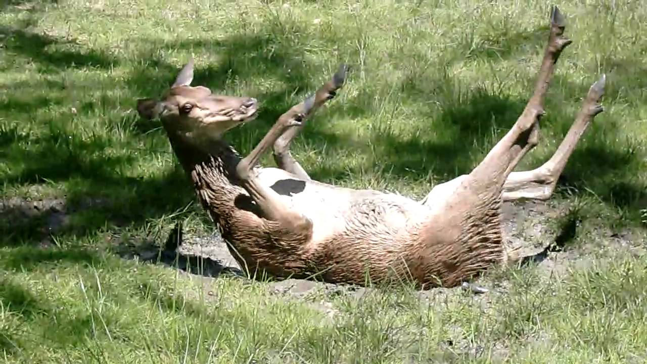 Eine Hirschkuh geht baden, um die Parasiten zu vertreiben.