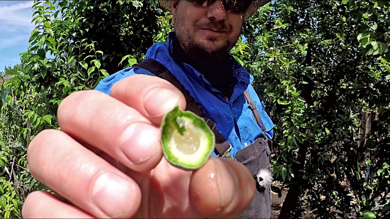 Awesome New Food Crop Discovery | Eating Green Immature Almonds With The Hull ?!?
