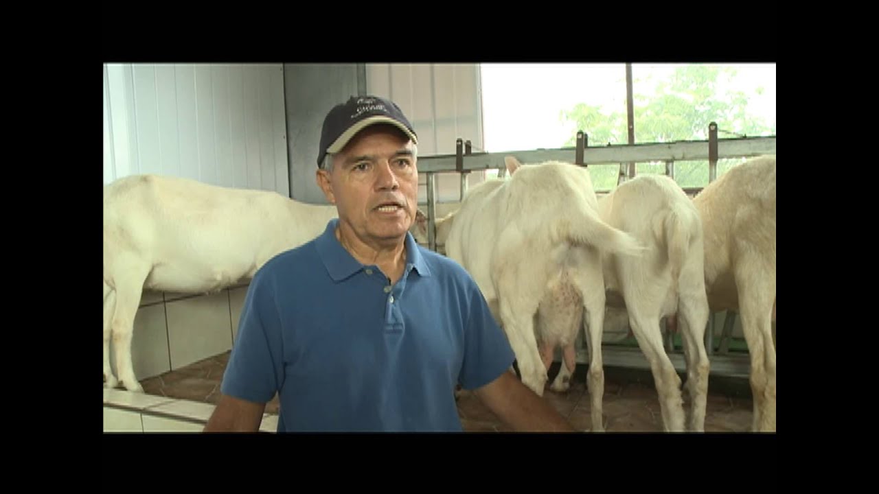 Producción de carne de cordero crece en el país por su calidad