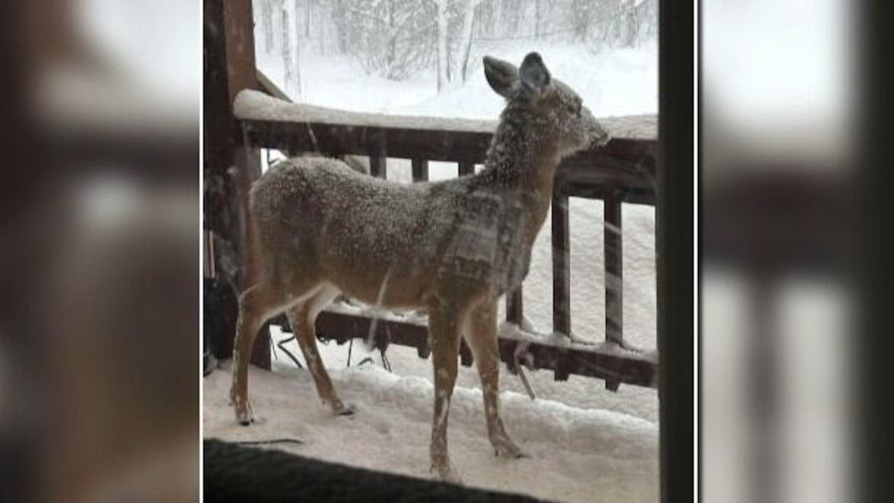 Deer visiting your home? You’re not alone