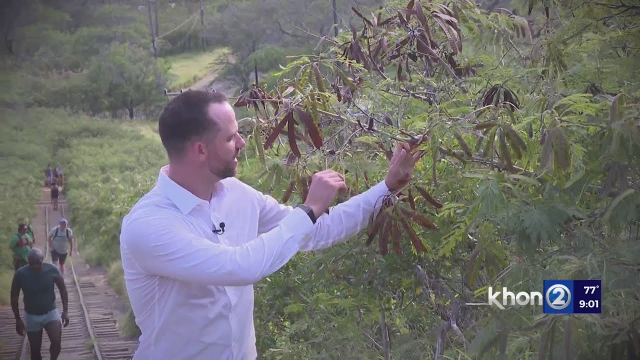 Koa haole is becoming a big problem for Hawaiʻi