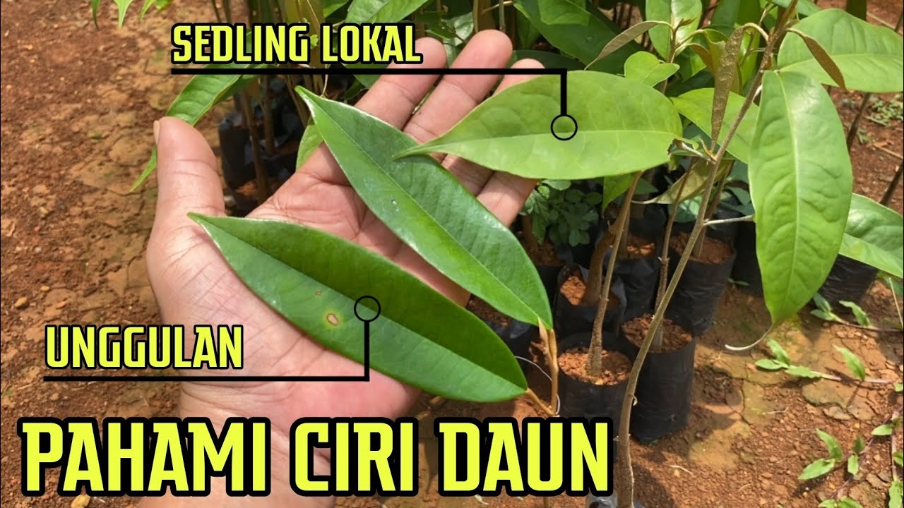 PAHAMI DULU CIRI DAUNNYA SEBELUM MENYESAL ‼️.