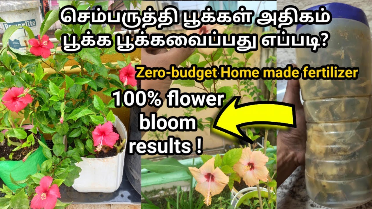 Organic flower booster | செம்பருத்தி பூக்கள் அதிகம்  பூக்கவைப்பது எப்படி | 100% flower bloom results