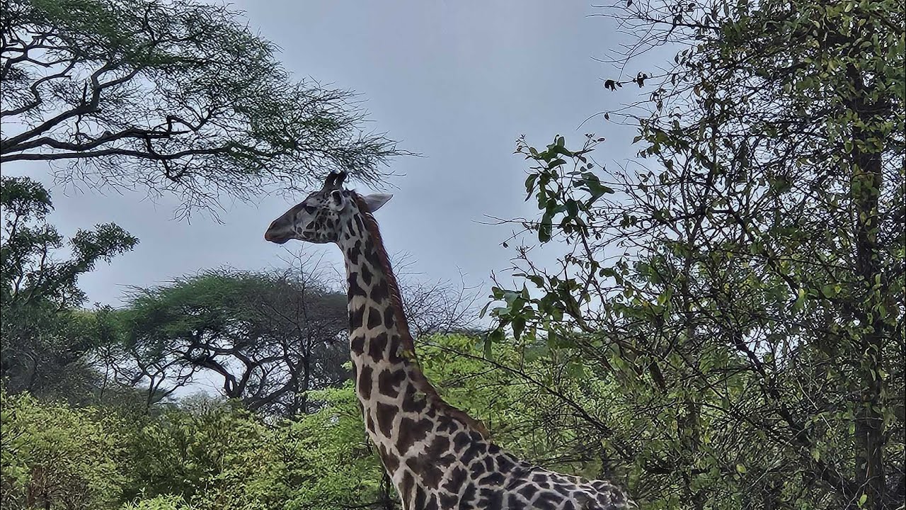 Backpacking Tanzania Part 2: wildlife & lake. Katavi N.P and Kipili at Lake Tanganyika, Oct. 2024