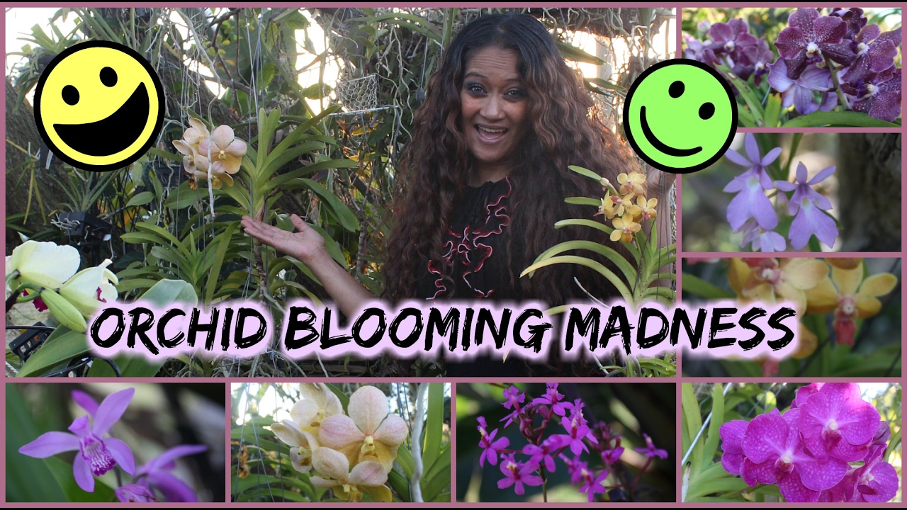 ORCHID BLOOMING MADNESS IN MY GARDEN!