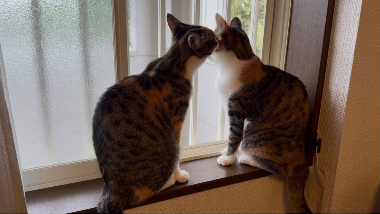 すごい寝相から始まる、メイの1日😽
