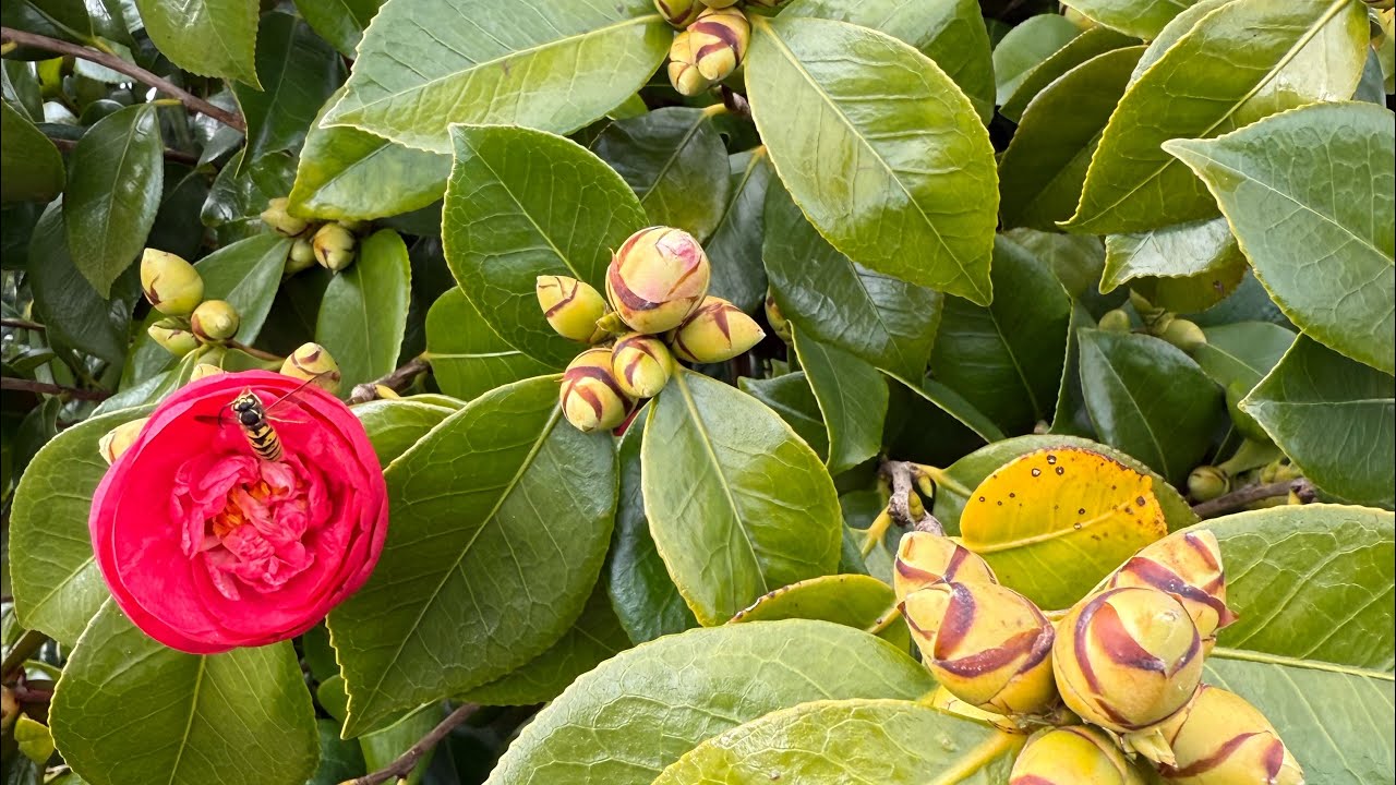 Часть 2 Мадейра: прогулка на авто по живописным горам и деревенькам