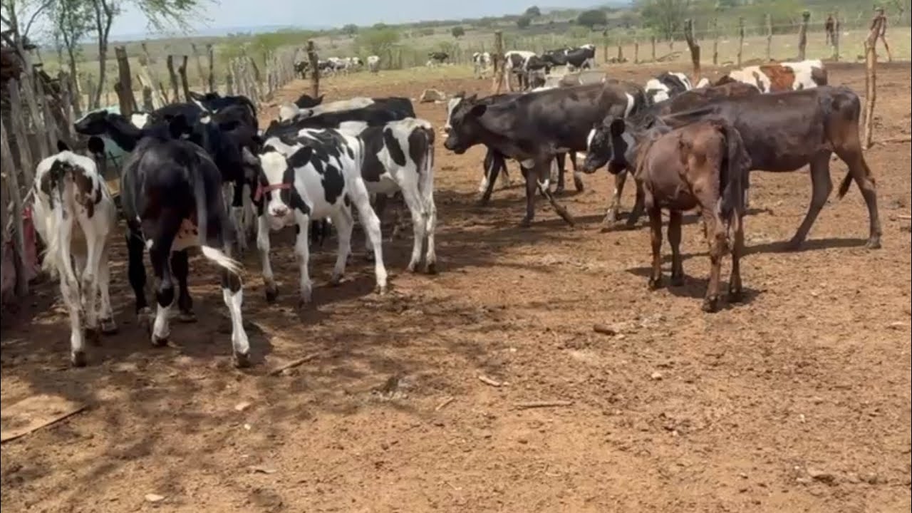 Lote de bezerras leiteira com alta genética disponível na fazenda Mendonça 81 989489878 Jadeilson!