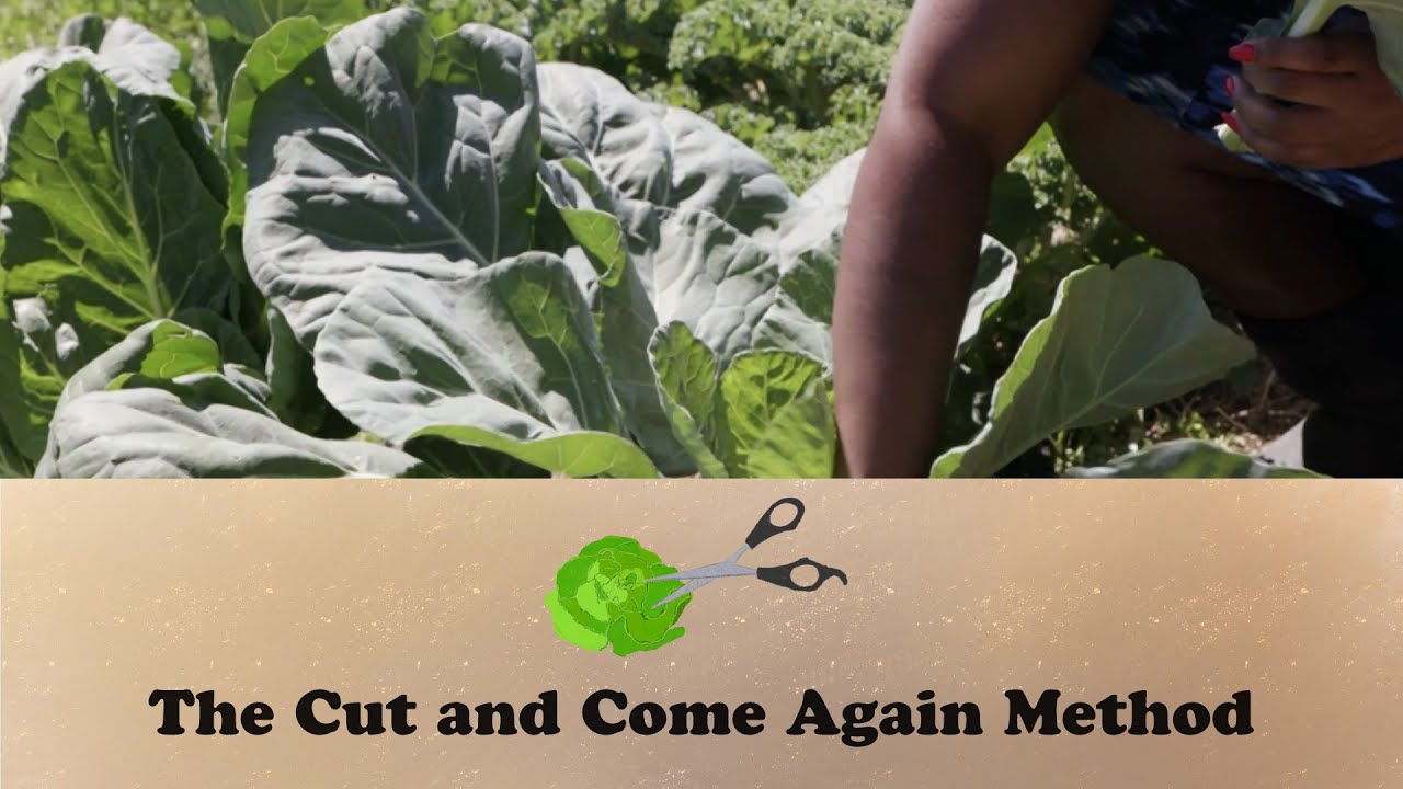 The Cut and Come Again Method | Let's Grow Stuff
