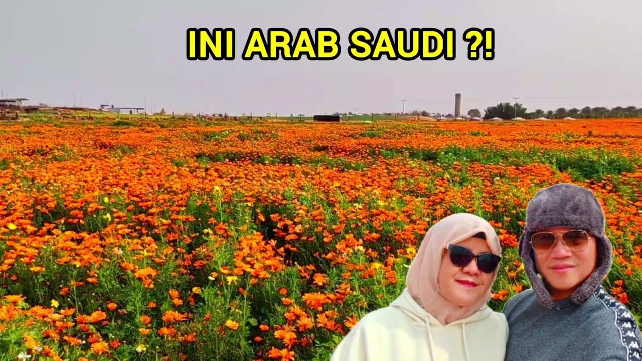 TAMAN BUNGA MUSIMAN DI GURUN ARAB SAUDI | MUSIM DINGIN DI ARAB SAUDI