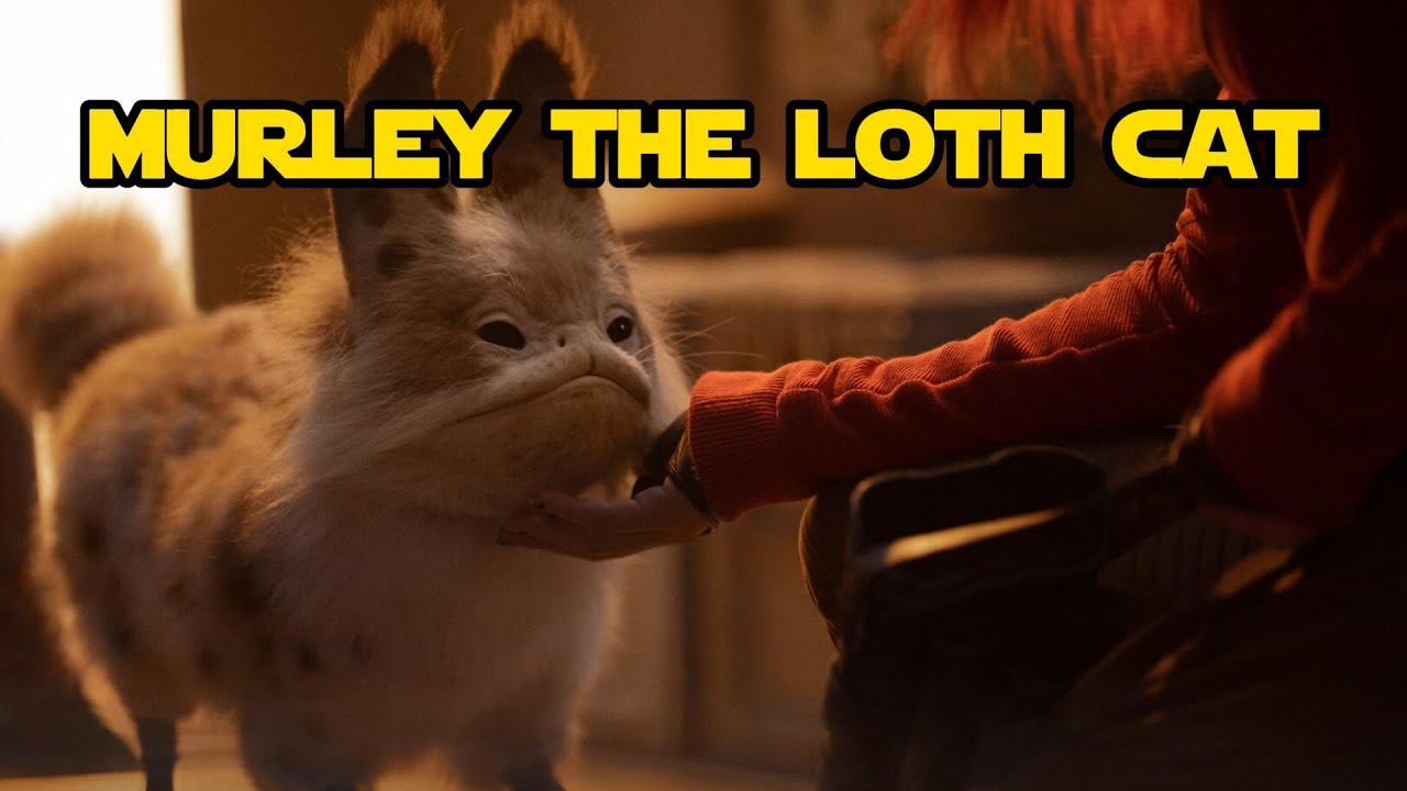 Ahsoka but it's just Murley the loth cat