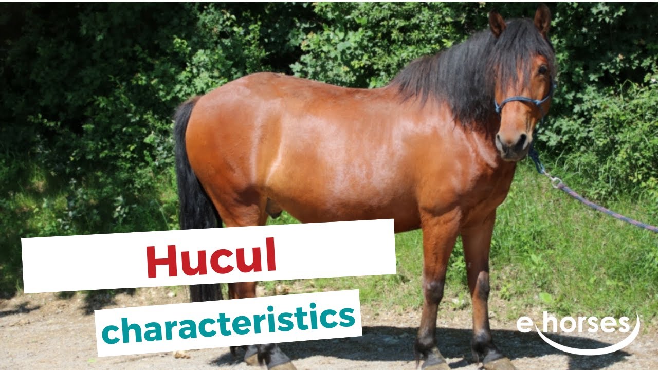Hucul | characteristics, origin & disciplines