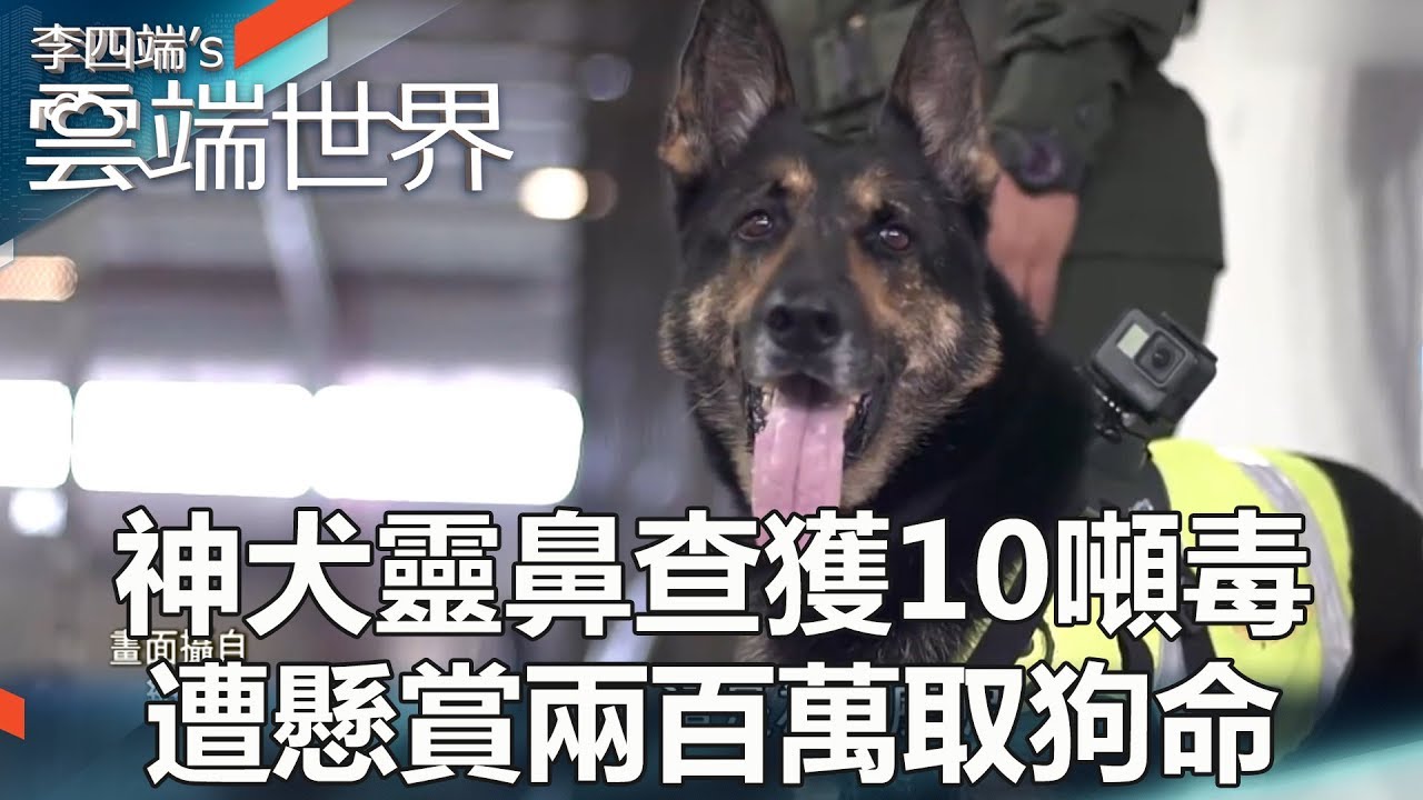 神犬靈鼻查獲10噸毒 遭懸賞兩百萬取狗命  - 李四端的雲端世界