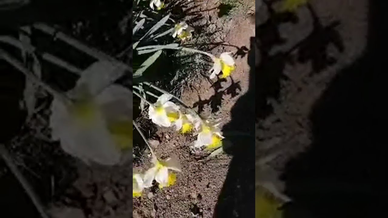دورة مع ايلي 🐩 🚶.....