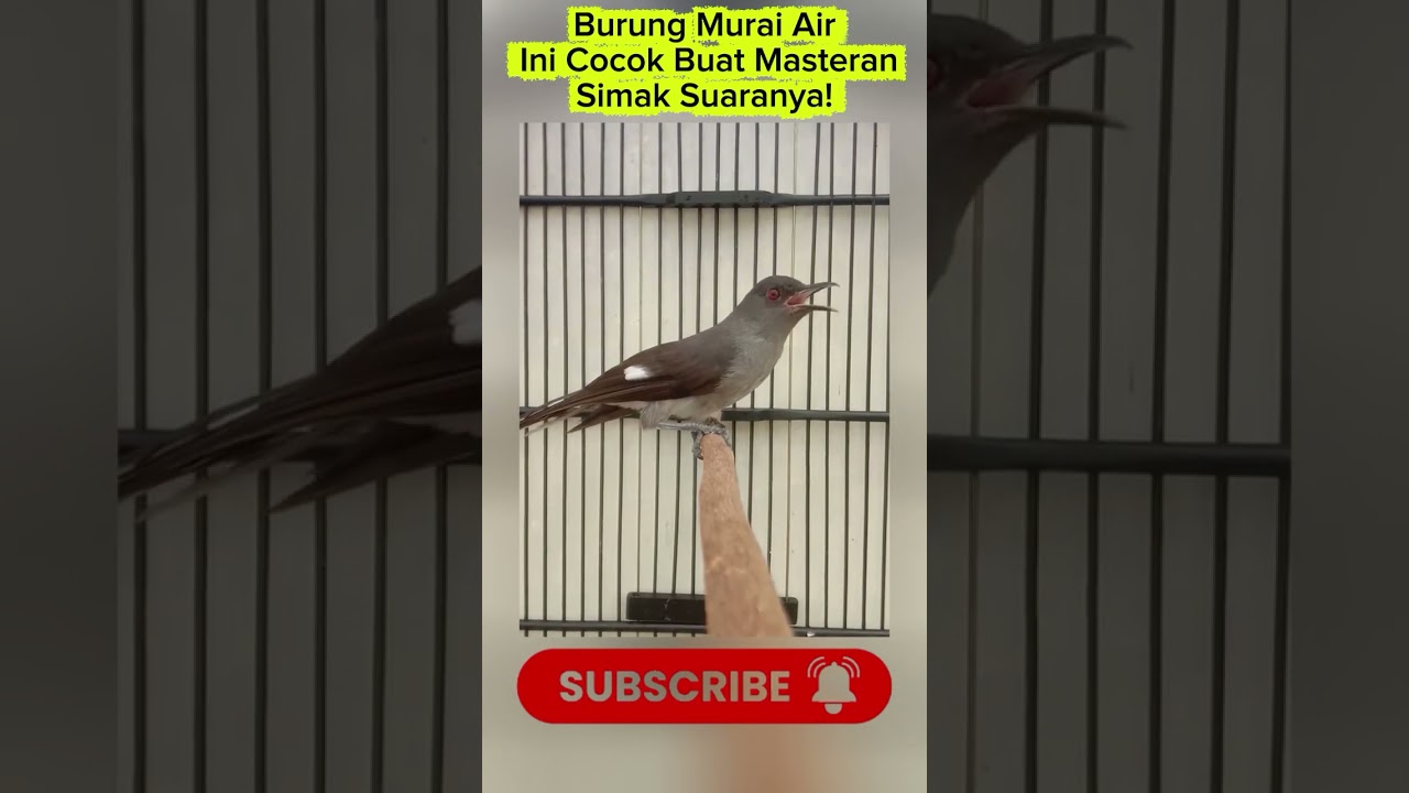 Burung Murai Air Ini Cocok Buat Masteran, Simak Suaranya!