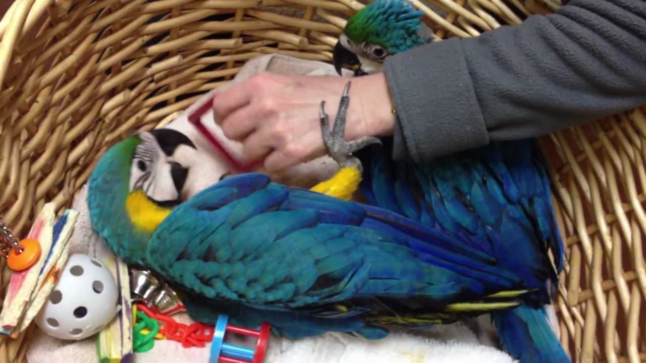 Rio a 3-month old baby macaw thinks he's a little puppy