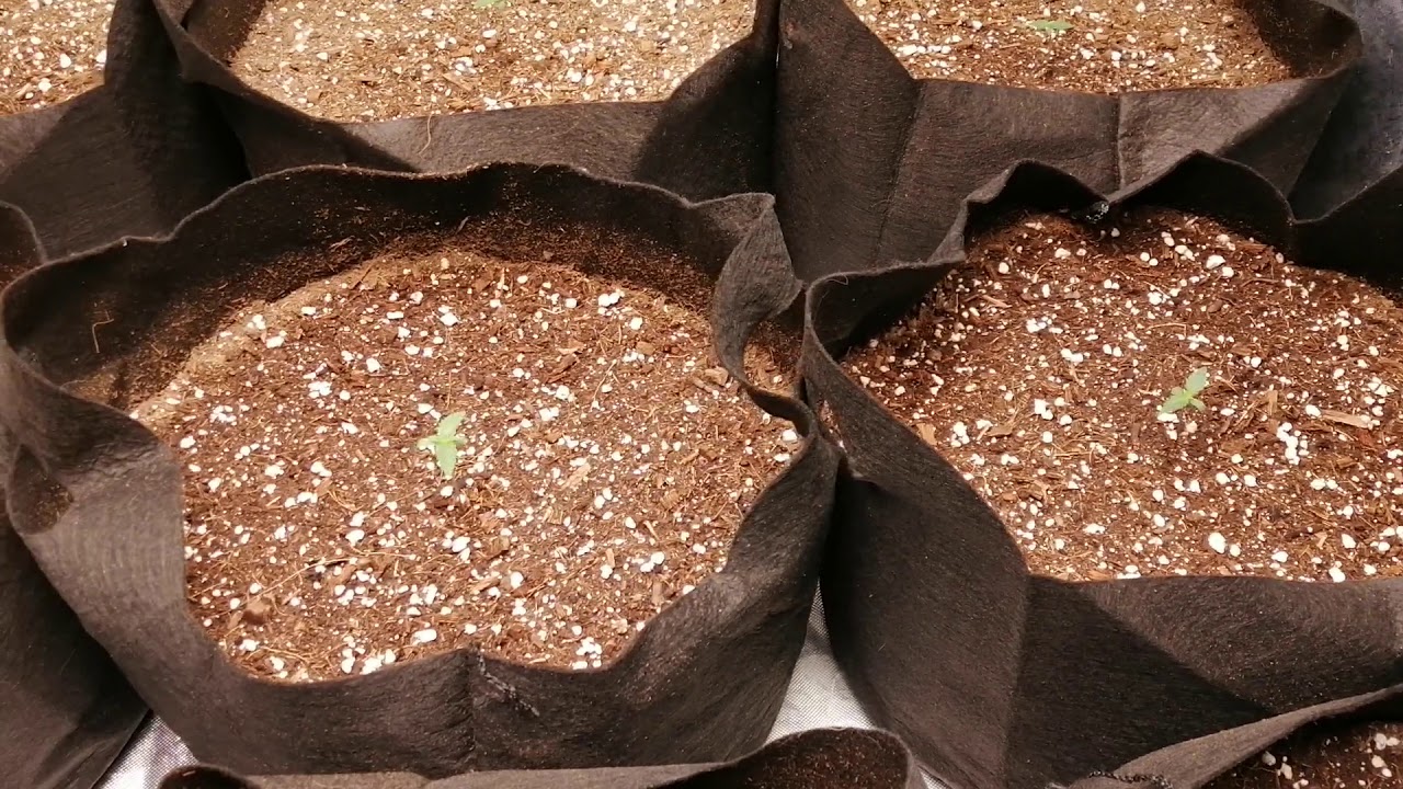 18+ Trinity kush and AUTOFLOWERS update , outdoor plants veg tent setup