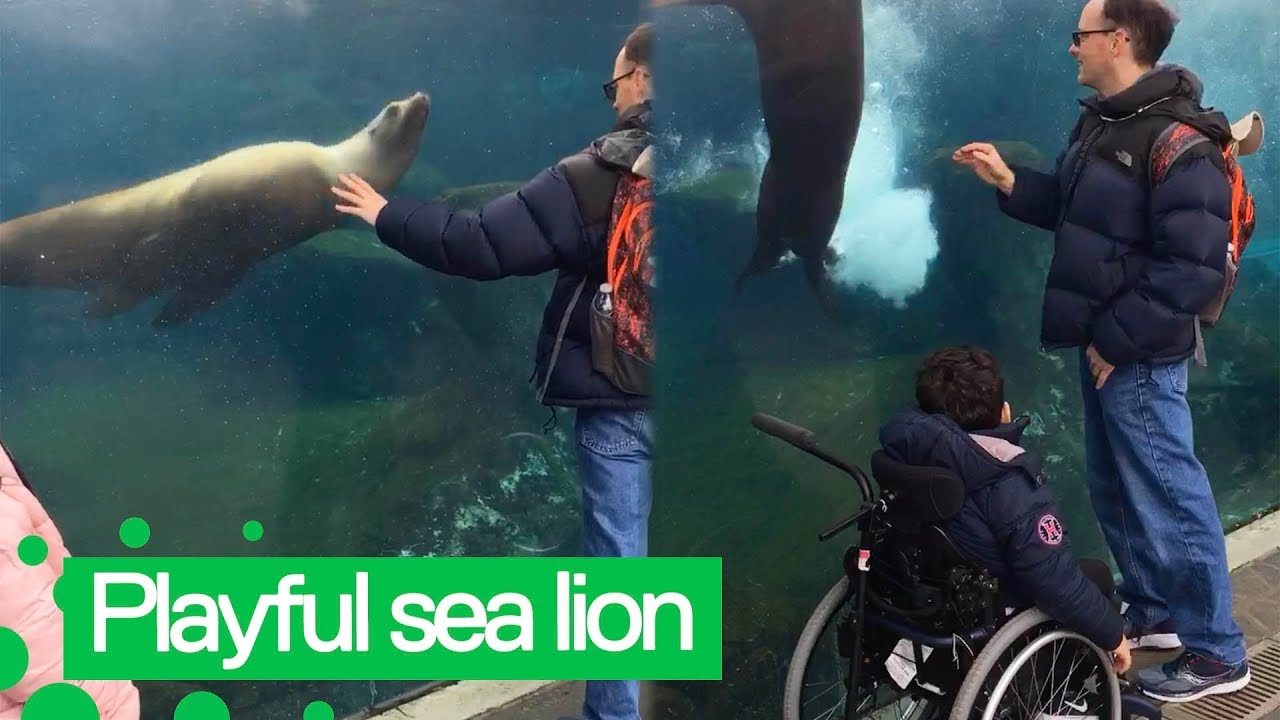 Sea Lion Follows Visitor's Hand on Glass at St. Louis Zoo