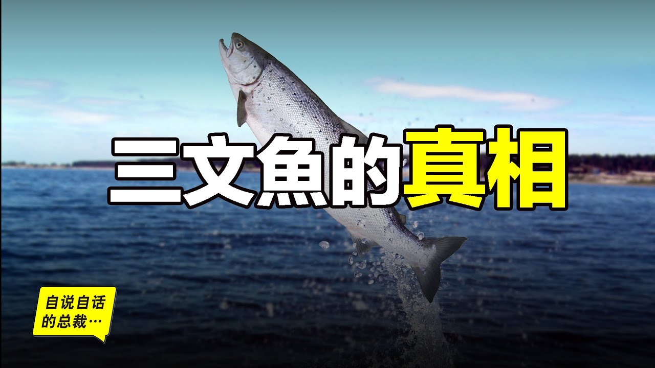 三文魚：真假三文魚？寄生蟲？長白山水怪？黃海冷水團？原來你是這樣的魚&hellip;&hellip;|自說自話的總裁