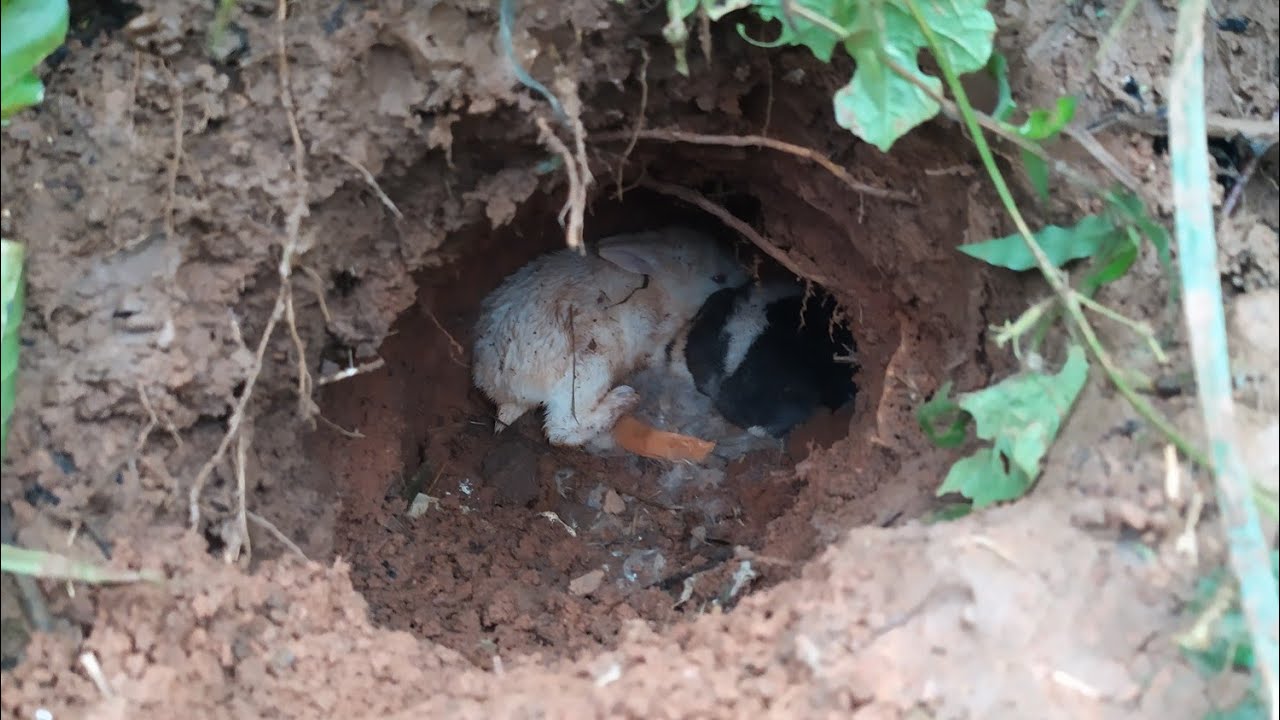 Rescue baby kelinci di alam bebas