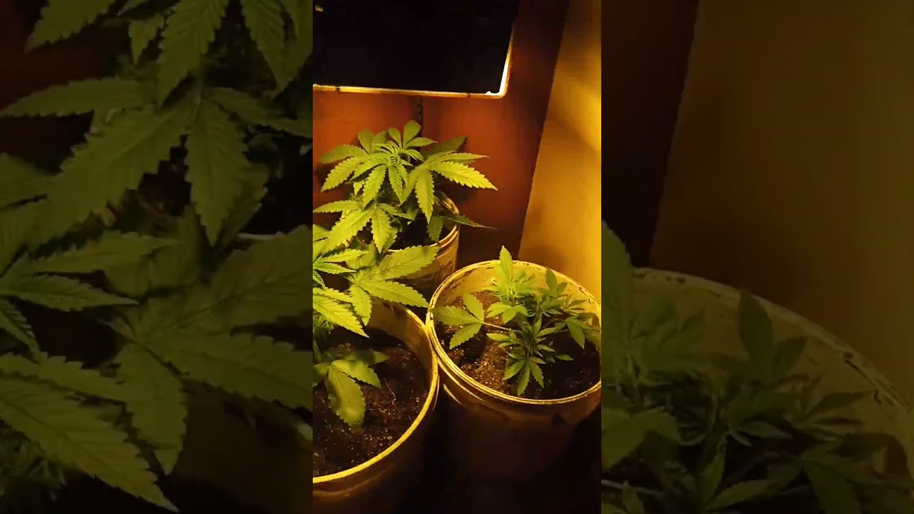 ah&iacute; van #weed #indoor #autocultivo #420 #ysya