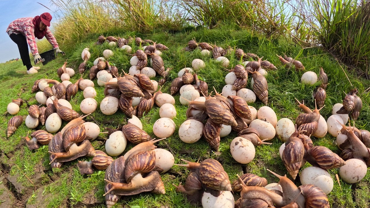 Incredible Giant Snail Harvest: Collecting Thousands of Eggs!