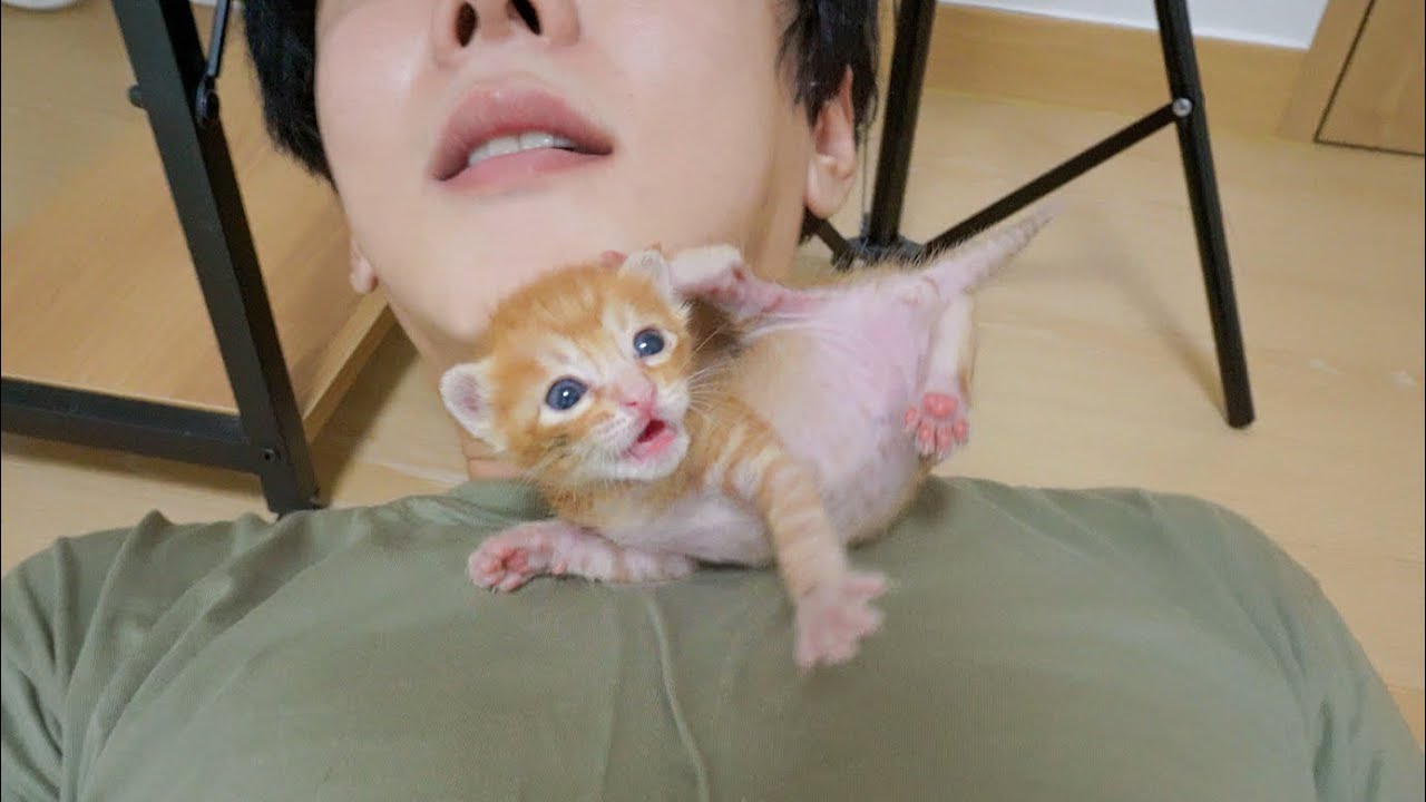 The Amazing Act that a Kitten Does to Attract My Attention