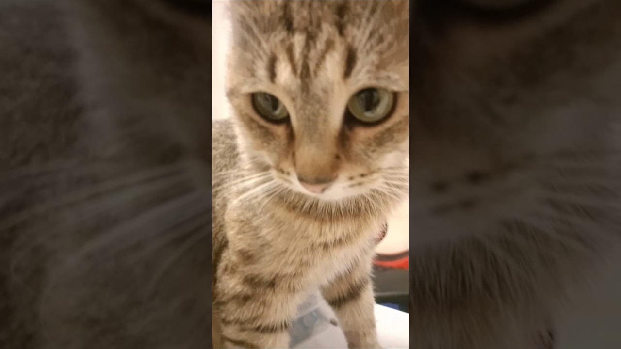 #чипиккот#леснойкотчипик#чипкастрюлькин#чипилена#видеоленалайт#videolenalait#shipikkot#newshorts#cat