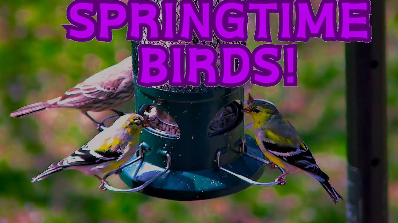 Spring Time Bird Cam in Windsor, Ontario,Canada!   04/15