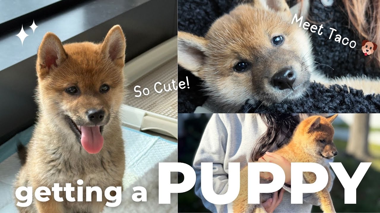 Bringing Home Our Shiba Inu Puppy Taco 🐕 First Days in Melbourne!