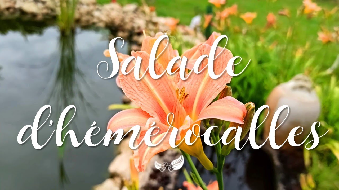 #1 Aujourd'hui on mange... une salade d'h&eacute;m&eacute;rocalles !