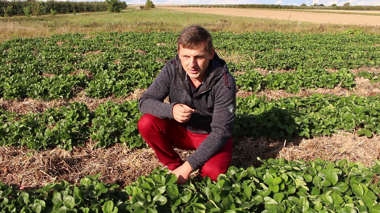 Truskawki – problem chorób odglebowych, Piotr Zieliński, Biocont