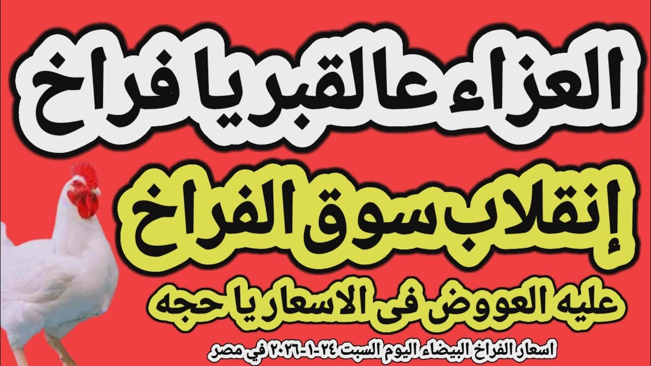اسعار الفراخ البيضاء اليوم/ سعر الفراخ البيضاء اليوم السبت ٢٤-١-٢٠٢٦ في مصر جمله وقطاعي