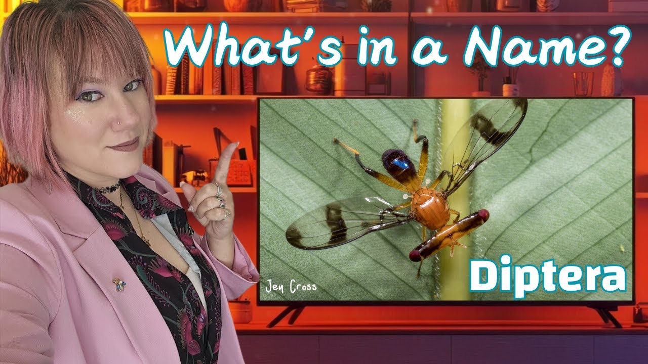Insect Taxonomy: 101 Diptera the Flies