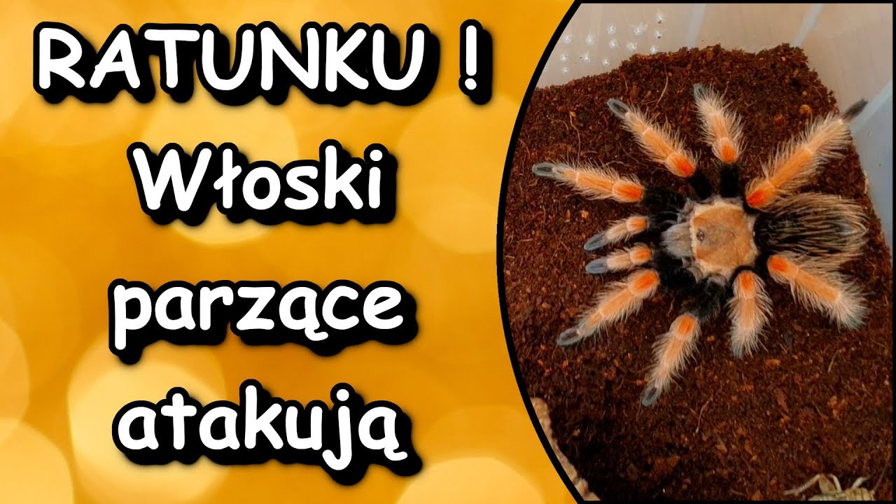 Zostaliśmy ostrzelani włoskami parzącymi 😱😱😱 Czyli jak się bronią ptaszniki z nowego świata ❓