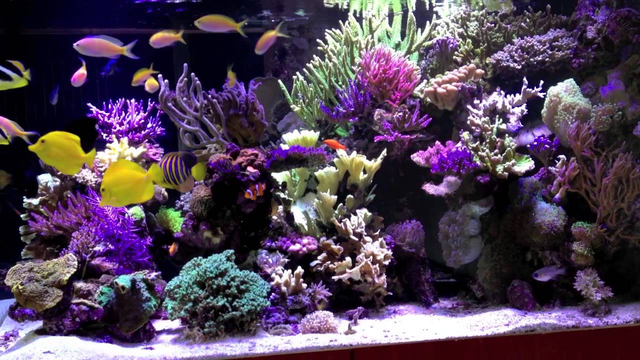 Tanne's aquarium - March 2013