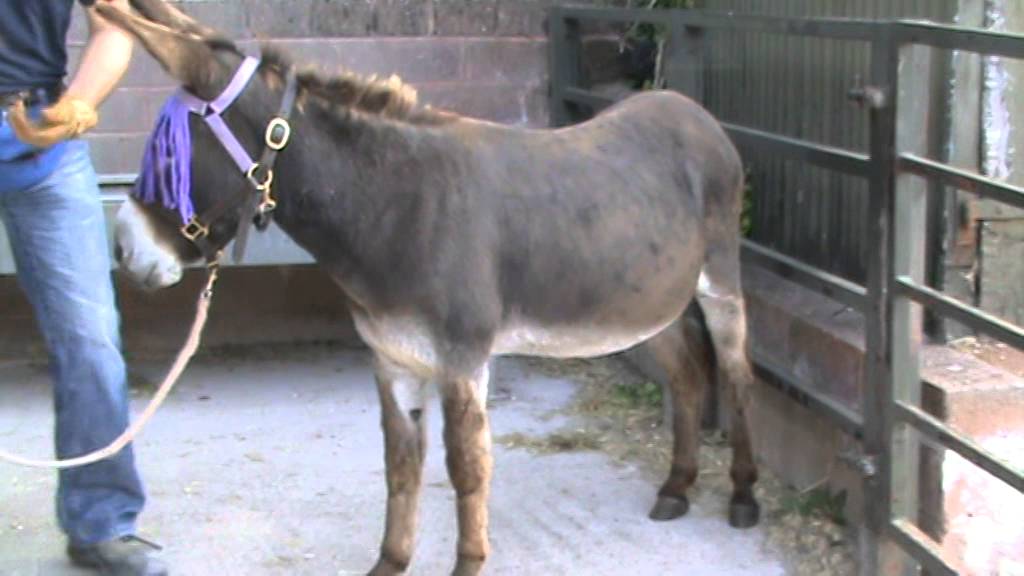 Shaping your donkey's feet (Part 2)