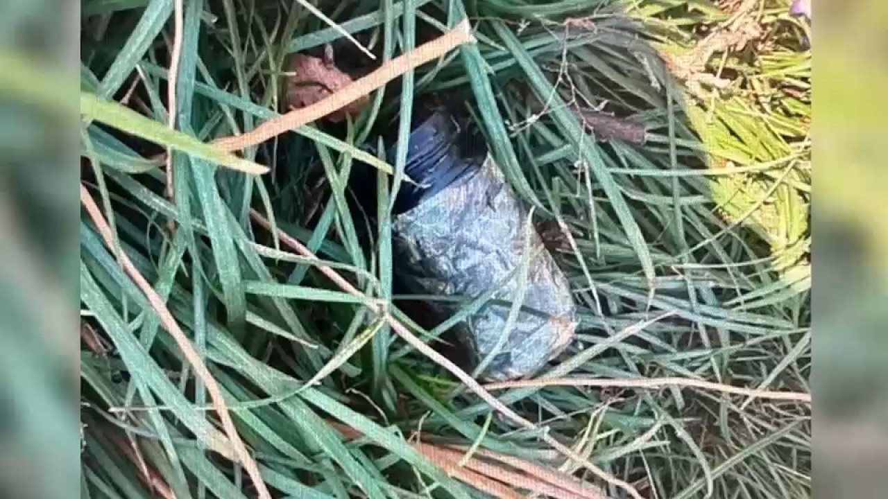 Suspicious object leads to third lockdown outside Gracie Mansion