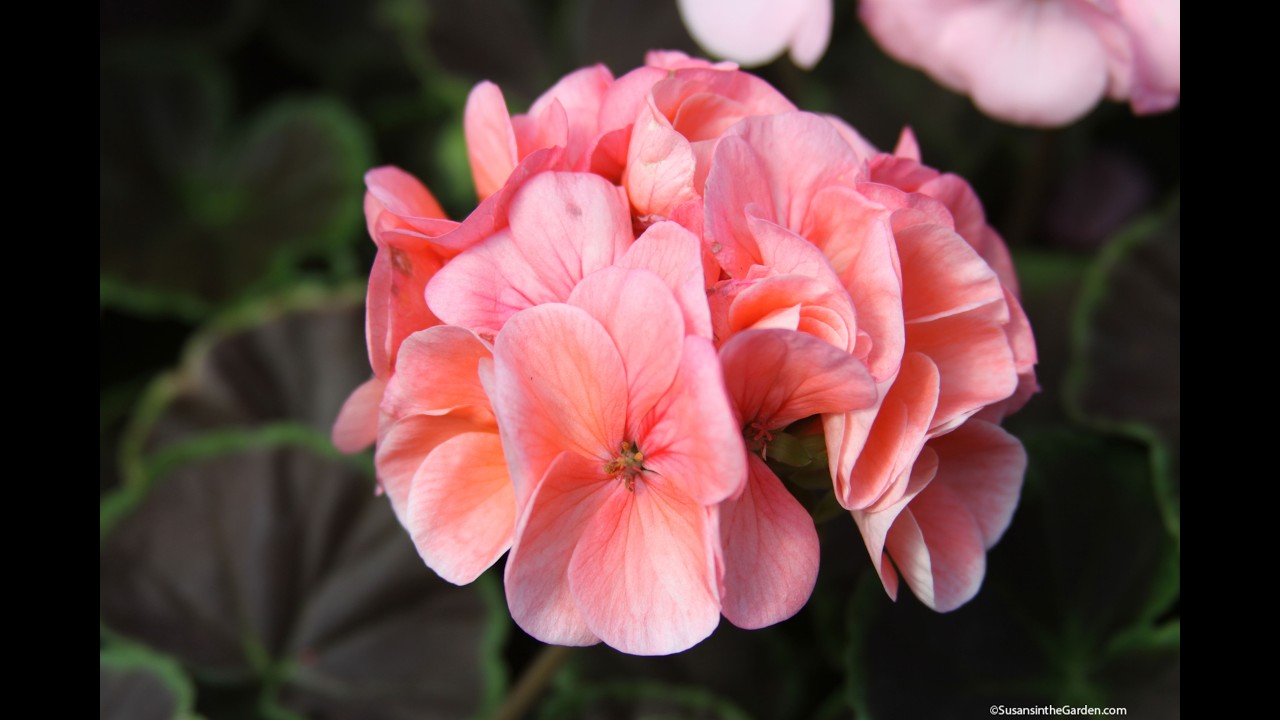 Time to Pot Up Your Overwintered Geraniums (2026) #9