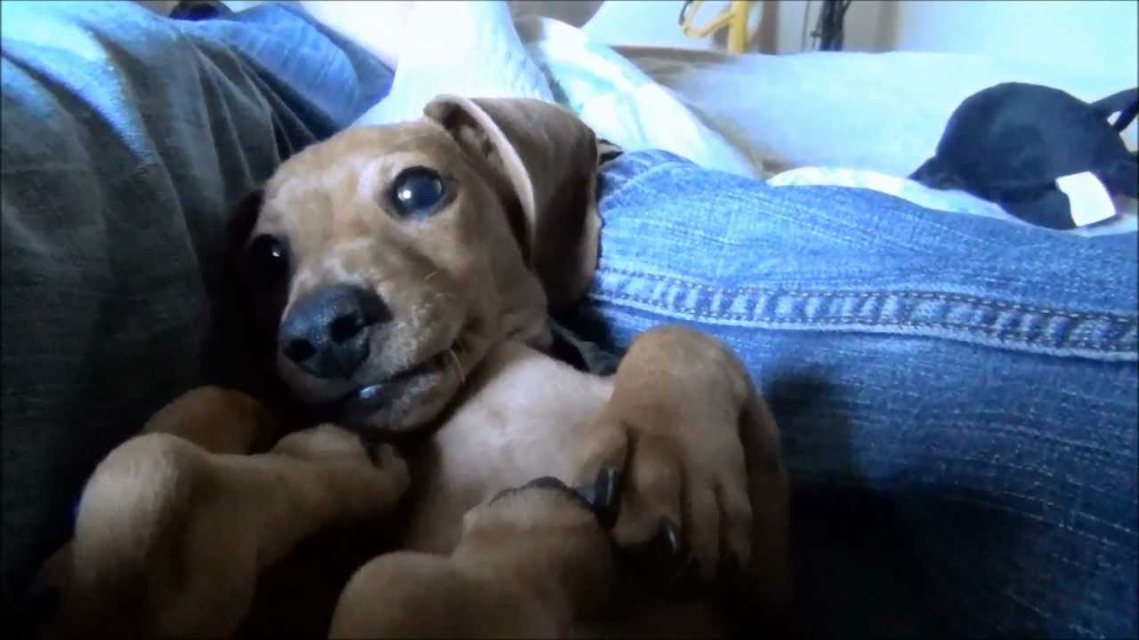 12 Week old Miniature Dachshund puppy laying on his back, biting his legs and tail
