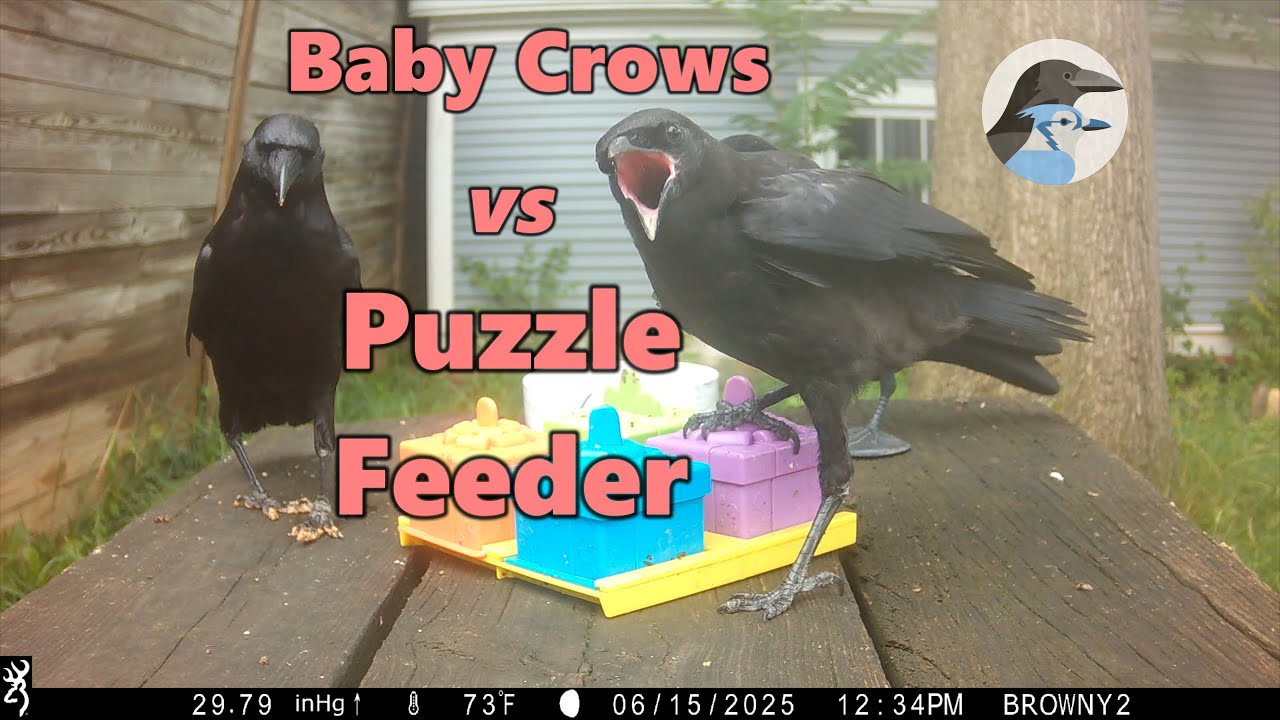 Crow Fledglings vs Puzzle Feeder