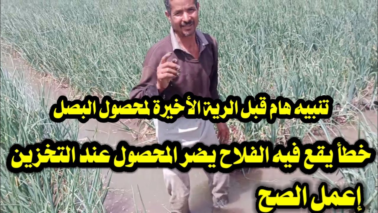 تنبيه هام: قبل الرية الأخيرة لمحصول البصل قبل التخزين / خطأ يقع فيه الفلاح يضر