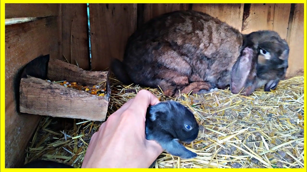 🐰КРОЛЕНЯТА РОСТУТЬ ЯК НА ДРІЖДЖАХ🐰