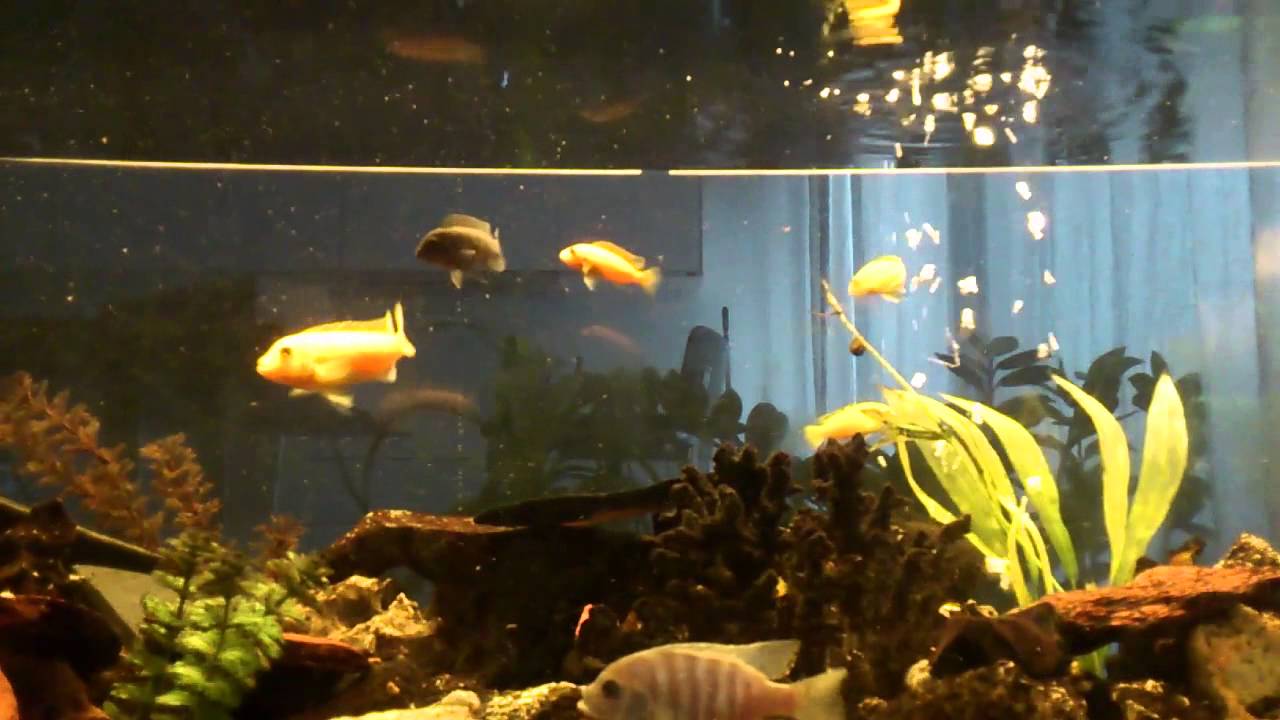carpesteven #14 - fish & chiptunes