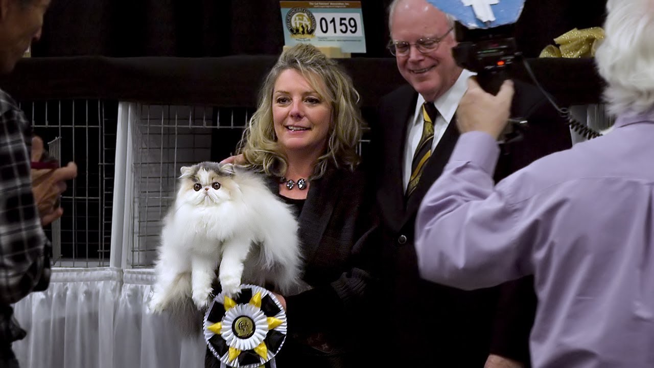 CFA International Cat Show 2017 - Best of the Best
