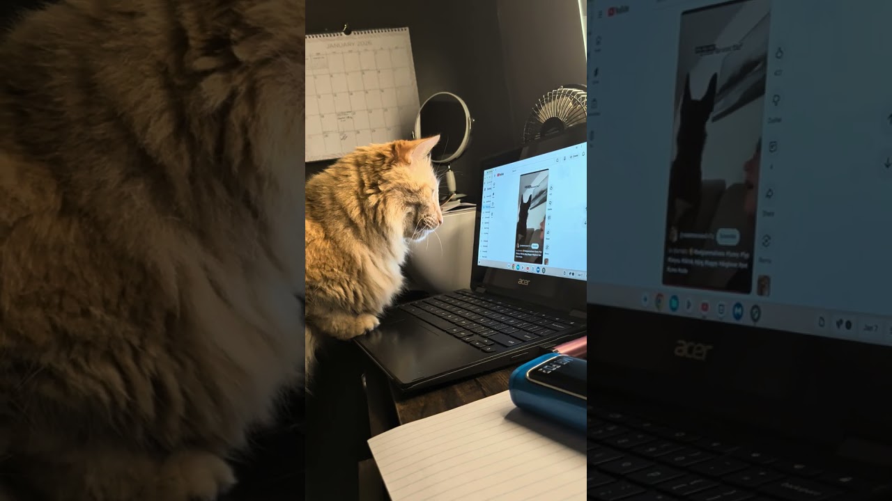 Foofers watching YouTube shorts 1/2026 