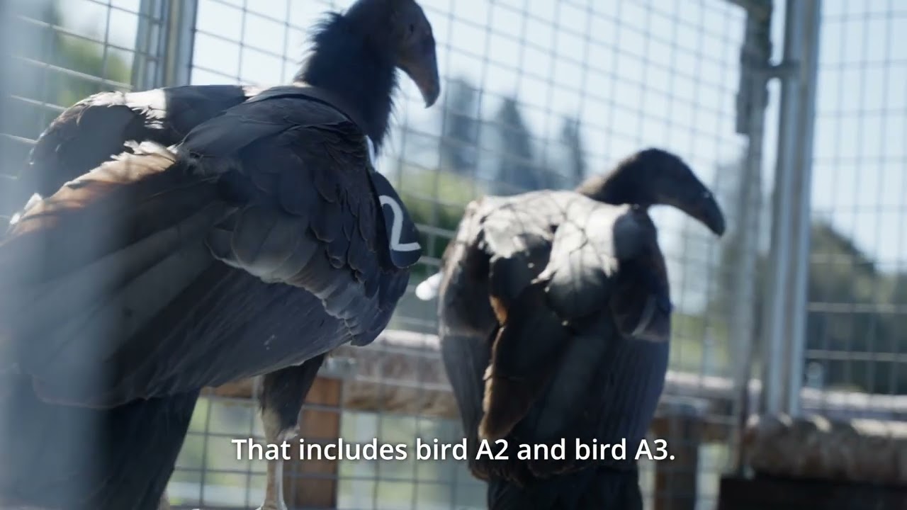 Yurok Tribe Reintroduces California Condors After 100 Year Absence