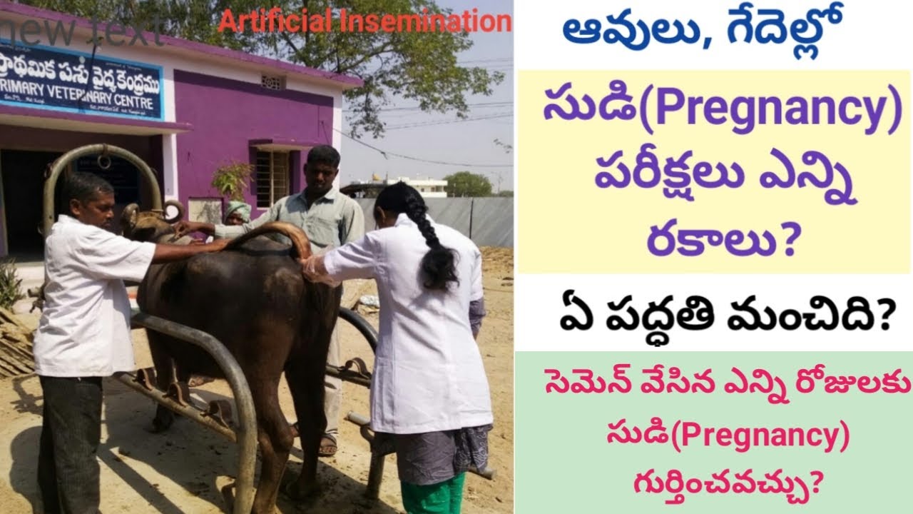 Pregnancy Diagnosis in Cows and Buffaloes, Types | Artificial Insemination | సూడి పరీక్షలు, రకాలు