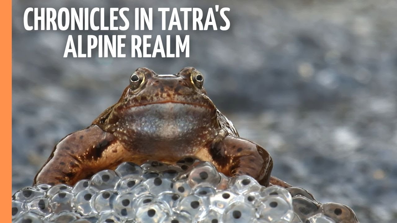 Wildlife Chronicles in Tatra's Alpine Realm | Full Documentary